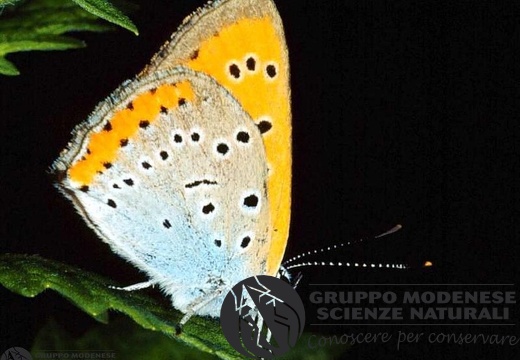 Lycaena dispar 