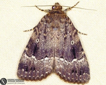 Amphypira pyramidea  -- 

ordine: Lepidoptera

famiglia: Noctuidae

nome scientifico: Amphypira pyramidea 

data e località: Corno alle Scale Park, Bologna Province, Emilia Romagna, Italy

commento: 