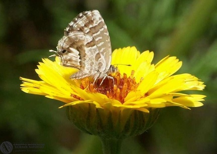 Cacyreus marshalli  -- 

ordine: Lepidoptera

famiglia: Lycaenidae

nome scientifico: Cacyreus marshalli 

data e località: San Pietro in Casale, Bologna Province, Italy (introduced)

commento: 