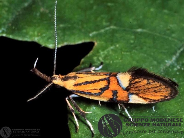 ordine: Lepidoptera
famiglia: Oecophoridae
nome scientifico: Alabonia geoffrella
data e località: Corno alle Scale Park, Bologna Province, Emilia Romagna, Italy
commento: CBRIZ0045.jpg