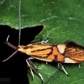 Alabonia geoffrella 