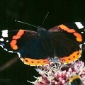 Vanessa atalanta 