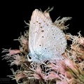 Meleageria daphnis 