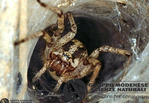 Agelena labyrinthica 