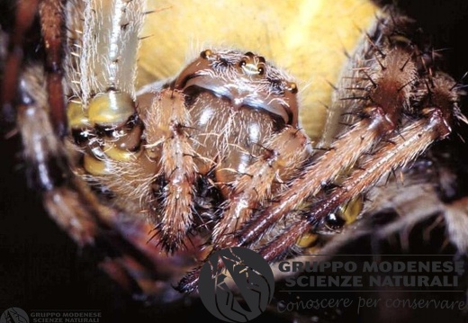 Araneus quadratus 