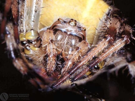 Araneus quadratus  -- 

ordine: Araneae

famiglia: Araneidae

nome scientifico: Araneus quadratus 

data e località: Corno alle Scale Park, Bologna Province, Emilia Romagna, Italy

commento: 