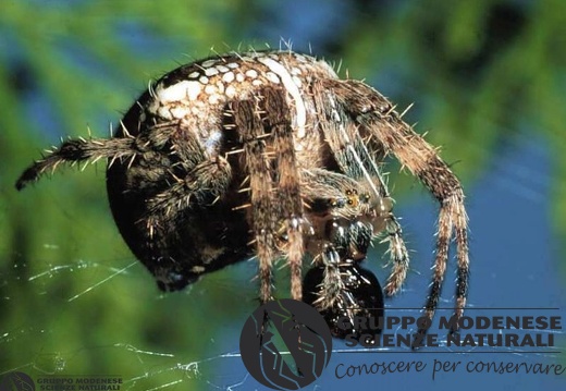 Araneus diadematus 