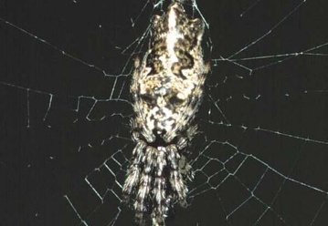 Cyclosa oculata 