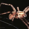 Neoscona cf. byzanthina - male 