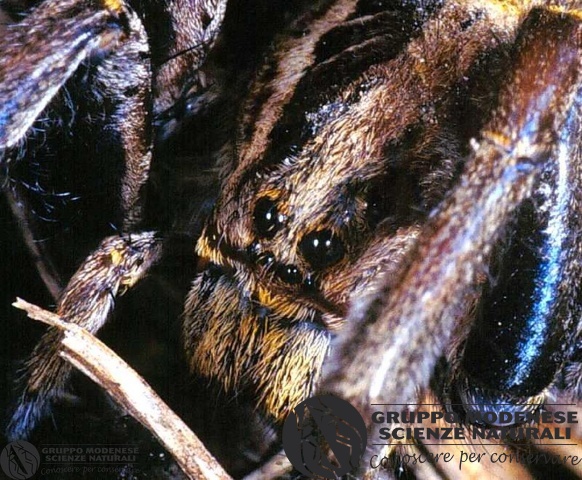 ordine: Araneae
famiglia: Lycosidae
nome scientifico: Hogna radiata - face
data e località: Castel di Aiano, Bologna Province, Emilia Romagna, Italy
commento: CBRIZ0091.jpg