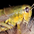 Podisma sp. 