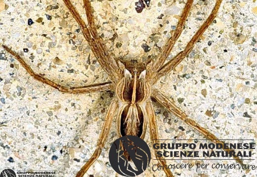 Pisaura mirabilis 