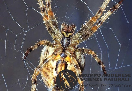 Araneus diadematus - underside 