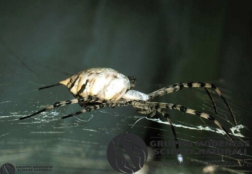 Argiope lobata 