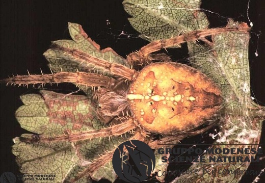 Araneus diadematus 