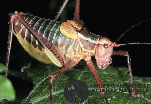 Barbitistes obtusus 
