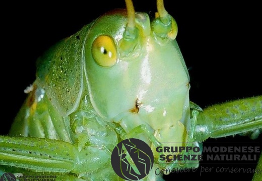Leptophyes punctatissima 