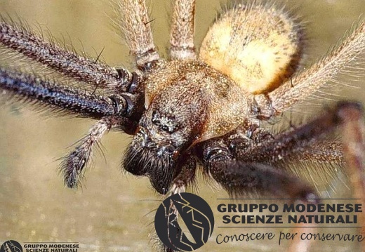 Tegenaria sp - face 