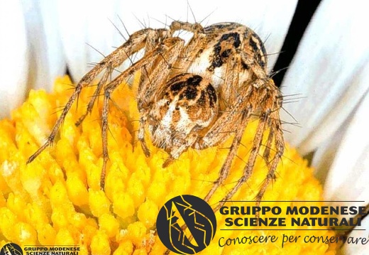 Oxyopes heterophthalmus 