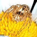 Oxyopes heterophthalmus 