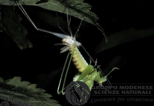 Tettigonia viridissima 