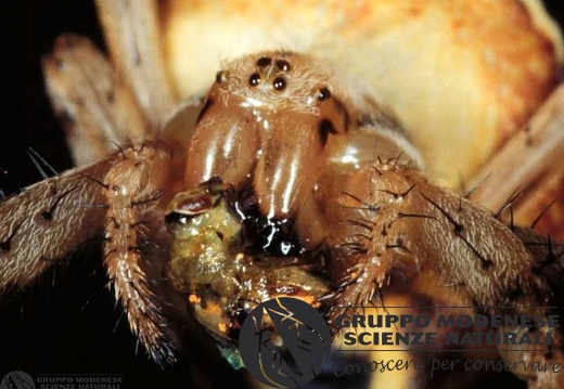 Neoscona cf. byzanthina - face 