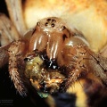 Neoscona cf. byzanthina - face 