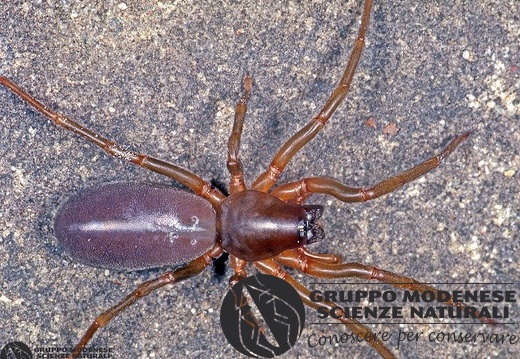 Dysdera erythrina 