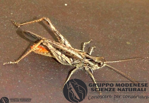 Glyptobothrus brunneus 