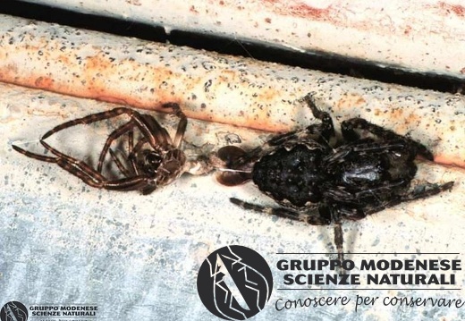 Nuctenea umbratica 