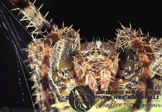 Araneus diadematus - face 
