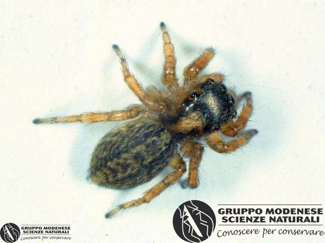 ordine: Araneae
famiglia: Salticidae
nome scientifico: Saitis barbipes
data e località: Corno alle Scale Park, Bologna Province, Emilia Romagna, Italy
commento: CBRIZ0143.jpg