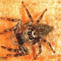 Saliticidae indet. 