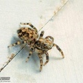 Euophrys vafra 