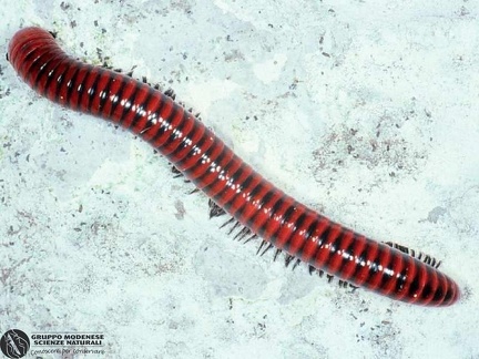 Centrobolus annulatus  -- 

ordine: Diplopoda

famiglia: Pachybolidae

nome scientifico: Centrobolus annulatus 

data e località: Umhlanga, Durban, Kwazulu-Natal, South Africa

commento: 