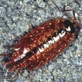 Philoscia muscorum 