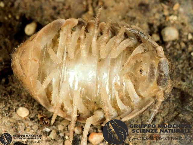 ordine: Isopoda
famiglia: Tylidae
nome scientifico: Helleria brevicornis
data e località: Fluminimaggiore, Sardinia, Italy
commento: CBRIZ0160.jpg