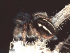 Philaeus chrysops 