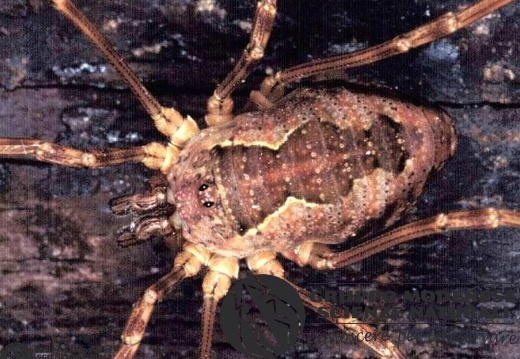 Eudasylobus sp. A 