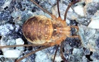 Opilio canestrinii 