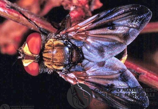 Alophora hemiptera 