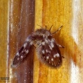 Psychodidae indet. 