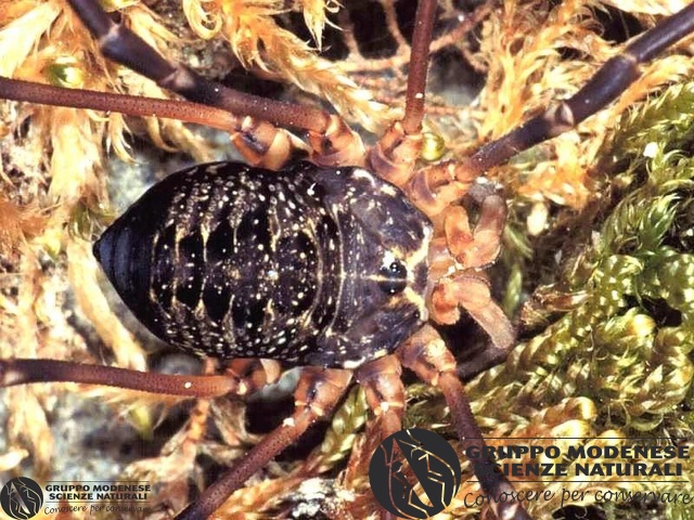 ordine: Opiliones
famiglia: Phalangiidae
nome scientifico: Gyas titanus
data e località: Corno alle Scale Park, Bologna Province, Emilia Romagna, Italy
commento: CBRIZ0251.jpg