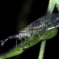 Phaeostigma sp. 