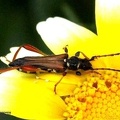 Stenopterus rufus 