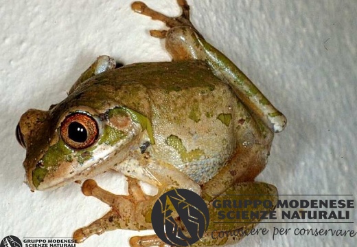 unidentified tree-toad 
