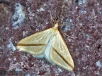 Rhodomena sacraria 