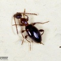 Formicomus pedestris 
