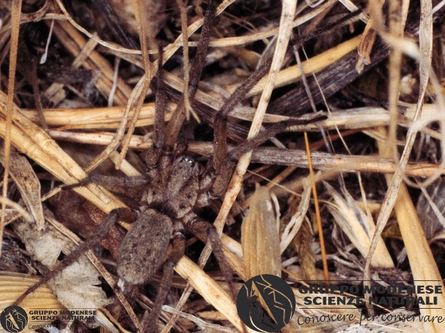 ordine: Araneae
famiglia: Liocranidae
nome scientifico: Agroeca proxima
data e località: Undetermined location, Sardinia, Italy
commento: CBRIZ0354.jpg