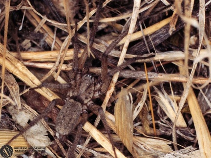 Agroeca proxima  -- 

ordine: Araneae

famiglia: Liocranidae

nome scientifico: Agroeca proxima 

data e località: Undetermined location, Sardinia, Italy

commento: 